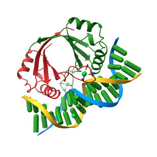 CRYSTAL STRUCTURE AT 1.7 ANGSTROMS OF THE BOVINE PAPILLOMAVIRUS-1 E2 DNA-BINDING DOMAIN BOUND TO ITS DNA TARGET — Image 12 of 13