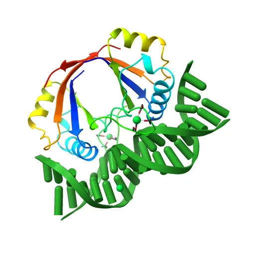 CRYSTAL STRUCTURE AT 1.7 ANGSTROMS OF THE BOVINE PAPILLOMAVIRUS-1 E2 DNA-BINDING DOMAIN BOUND TO ITS DNA TARGET — Image 13 of 13