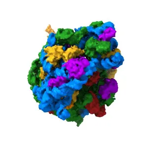 Crystal structure of the bacterial ribosome from Escherichia coli in complex with paromomycin and ribosome recycling factor (RRF).