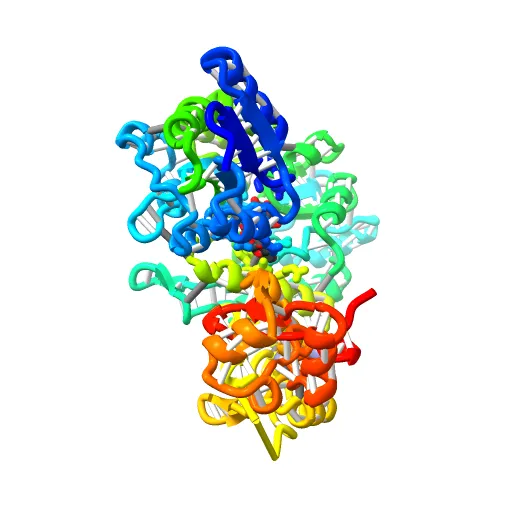 Crystal structure of full-length Bovine Papillomavirus oncoprotein E6 in complex with LD1 motif of paxillin at 2.3A resolution — Фото 3 из 12