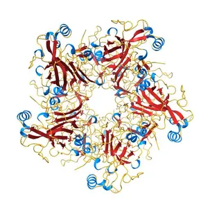 Pentamer structure of Major Capsid Protein L1 of Human Papilloma Virus type 16