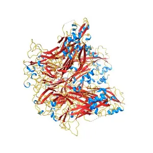 Pentamer Structure of Major Capsid Protein L1 of Human Papilloma Virus type 18