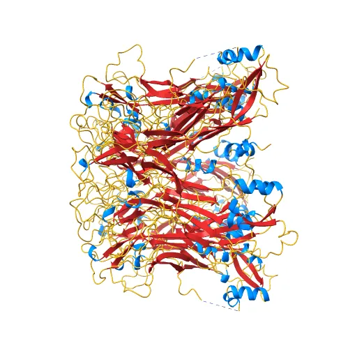 Pentamer Structure of Major Capsid protein L1 of Human Papilloma Virus Type 35 — Фото 5 из 13
