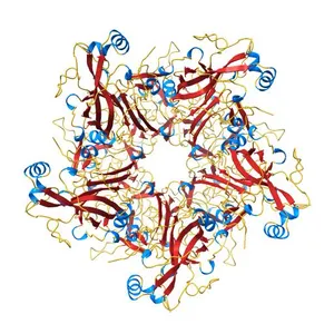 Pentamer Structure of Major Capsid protein L1 of Human Papilloma Virus type 11