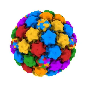 Bovine papillomavirus type 1 outer capsid