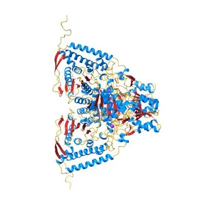 Crystal structure of the pyruvate dehydrogenase (E1p) component of human pyruvate dehydrogenase complex with the subunit-binding domain (SBD) of E2p, but SBD cannot be modeled into the electron density