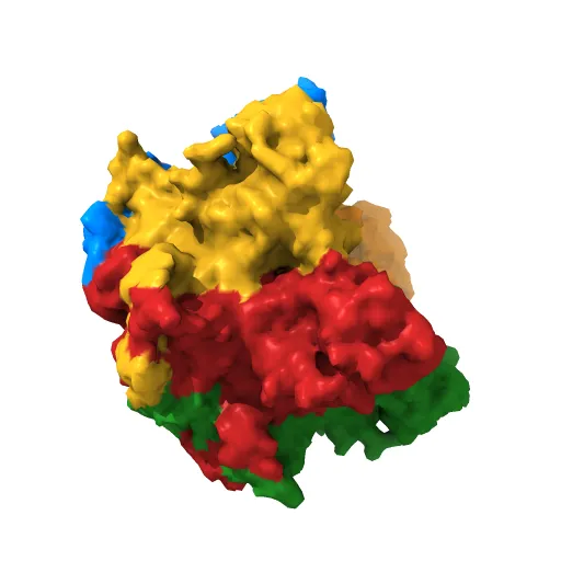 Crystal structure of Humanpapillomavirus18 (HPV18) capsid L1 pentamers bound to heparin oligosaccharides — Фото 4 из 13