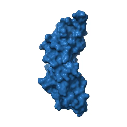 Refinement of BMP7 crystal structure — Image 2 of 13