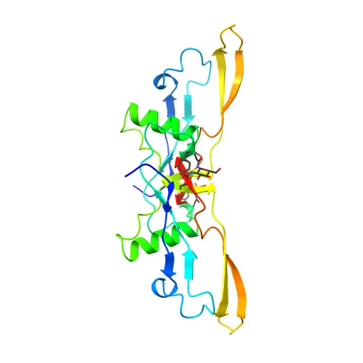 Refinement of BMP7 crystal structure — Image 3 of 13