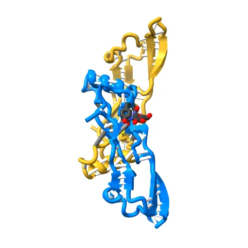 Refinement of BMP7 crystal structure — Image 4 of 13