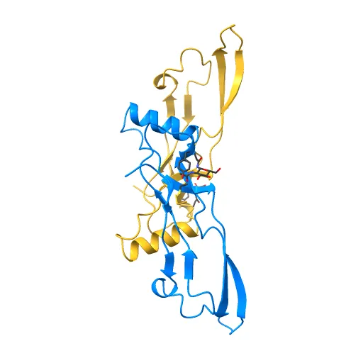 Refinement of BMP7 crystal structure — Image 9 of 13