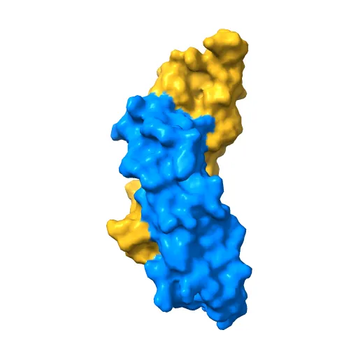 Refinement of BMP7 crystal structure — Image 10 of 13
