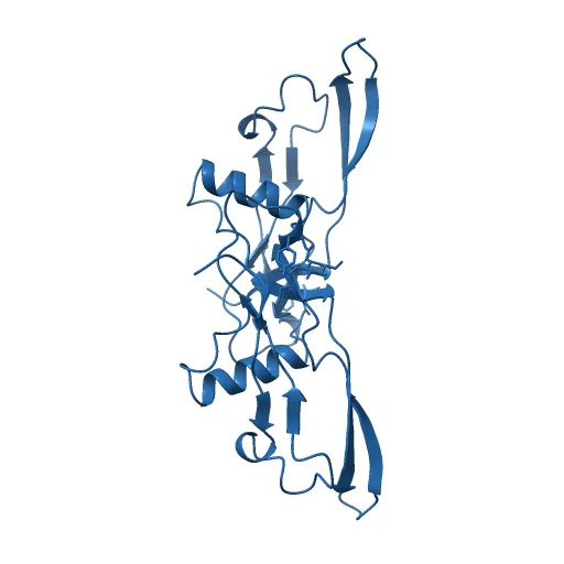 Refinement of BMP7 crystal structure — Image 13 of 13