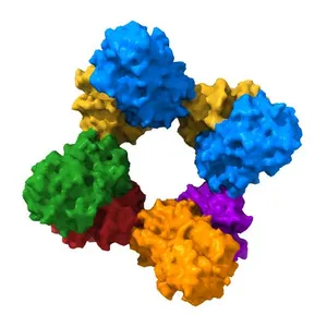 Structure of Saccharomyces cerevisiae invertase