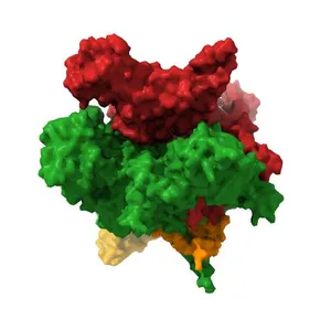 Molecular model of Escherichia coli core RNA polymerase