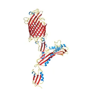 The crystal structure of BamA from Neisseria gonorrhoeae