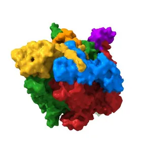 Thermus thermophilus RNA polymerase initially transcribing complex containing 6-mer RNA