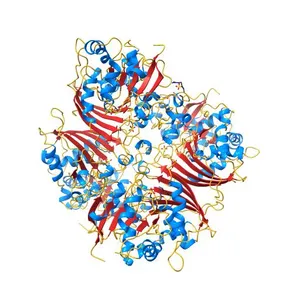 Cystal structure of aspartate semialdehyde dehydrogenase from Aspergillus fumigatus