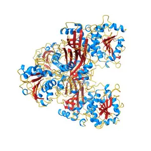 Cystal structure of aspartate semialdehyde dehydrogenase from Cryptococcus neoformans