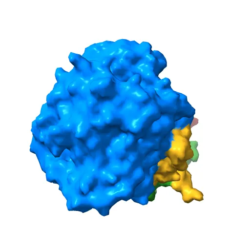 Plasticity of the quinone-binding site of the complex II homolog quinol:fumarate reductase — Image 8 of 13
