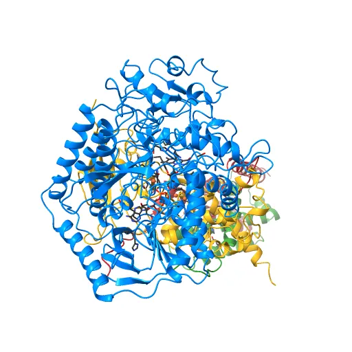 Plasticity of the quinone-binding site of the complex II homolog quinol:fumarate reductase — Image 13 of 13