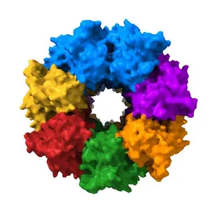 Crystal structure of Wild-type GroEL with bound Thallium ions