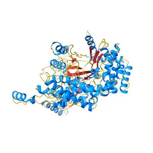 Crystal structure of human methylmalonyl-CoA mutase