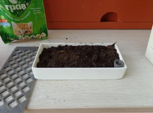 Горшок для кошкиной зелени
