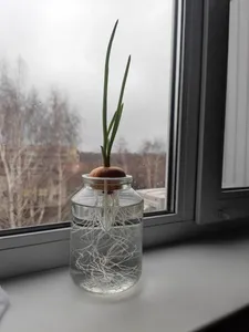 Держатель для проращивания лука на банке