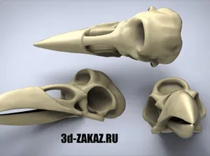 Череп Трёхглазого ворона