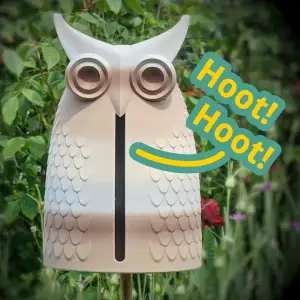 Hoot Hoot! Hooting Owl