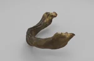 Model of infant mandible of an Individual Under Six Months
