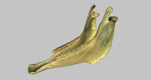 Horse Mandibular Bone
