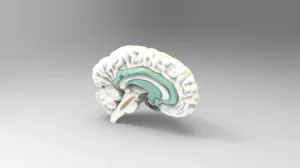 Education model of brain