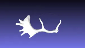 STL Fallow Deer Antlers