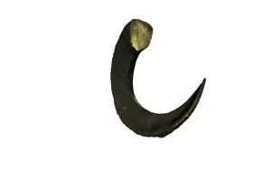Ram Horn