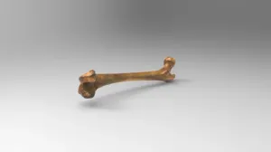 Femur bone