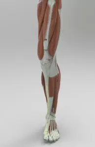Model of a human foot showing the muscles