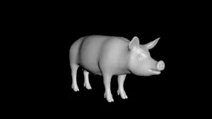 pig