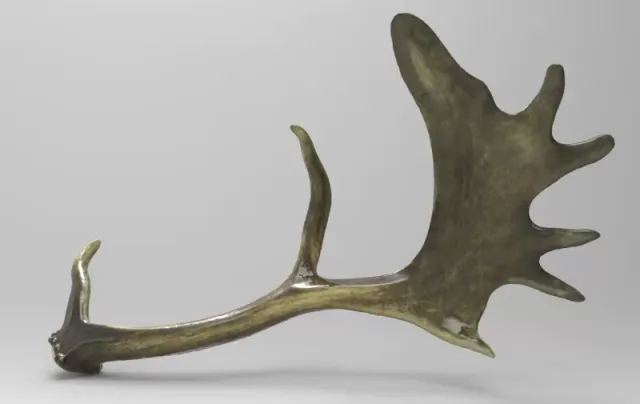 Fallow Deer Antlers — Фото 3 из 3