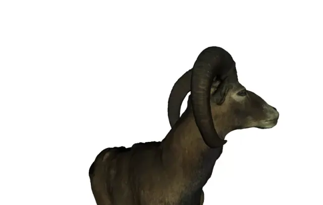 Mouflon — Image 2 of 3