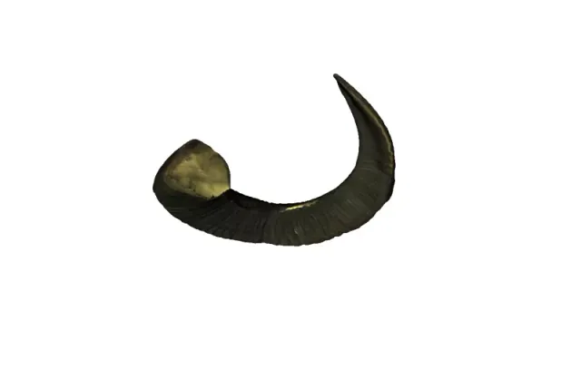 Ram Horn — Image 2 of 2