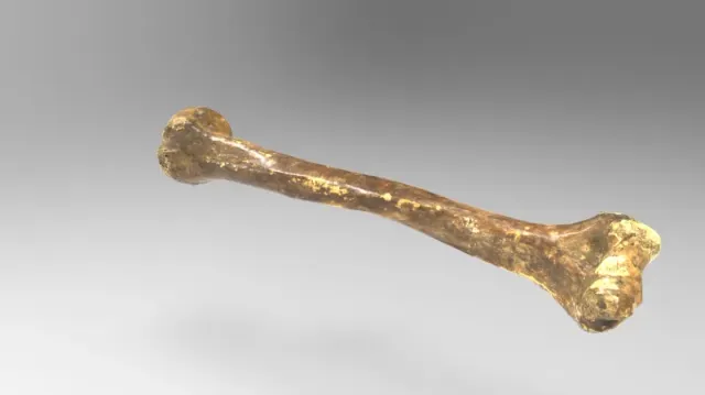 Humerus bone — Image 2 of 2