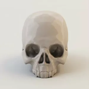 Human Skull