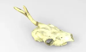 Skull and Horn of Deer