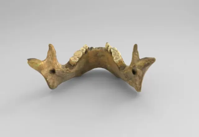 Model of mandible for educational purposes — Фото 2 из 3