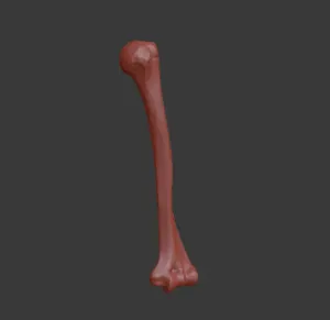 Human humerus (upper arm) bone