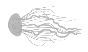 Meduza 2D