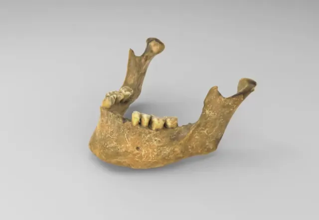Model of mandible for educational purposes — Фото 3 из 3