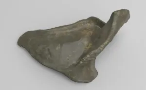 Model of left scapula bone